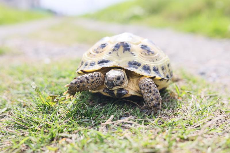 はじめに